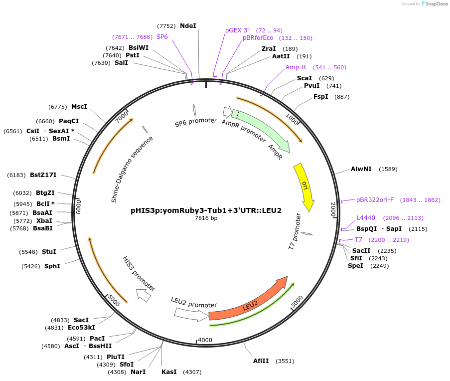 204288-plasmid-map-sequence-id-401344
