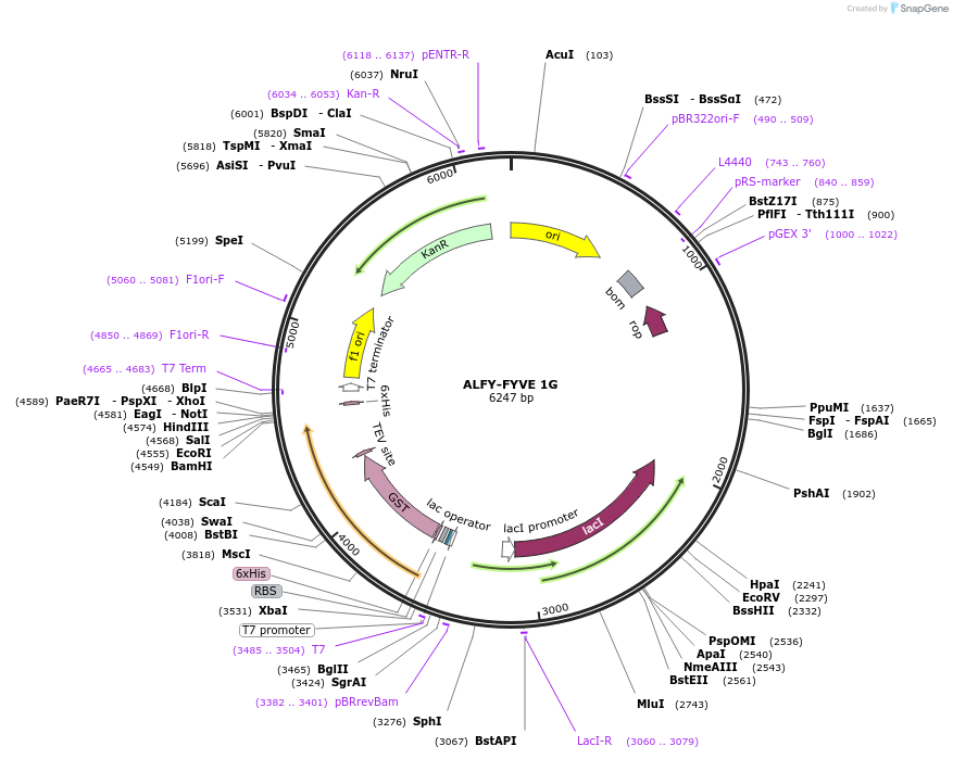 197045-plasmid-map-sequence-id-401349