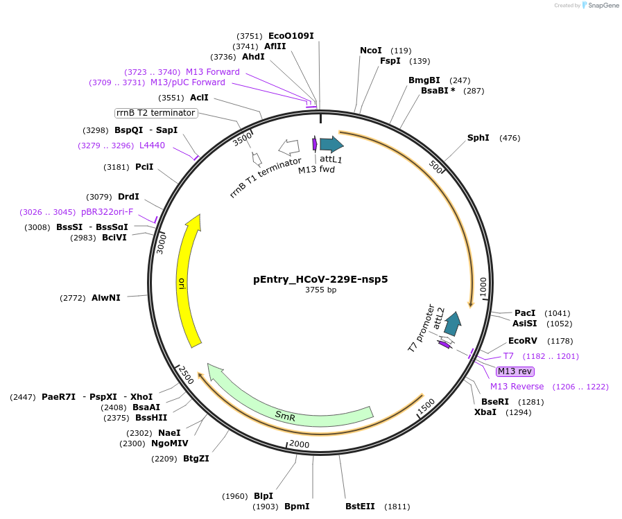 168954-plasmid-map-sequence-id-401350