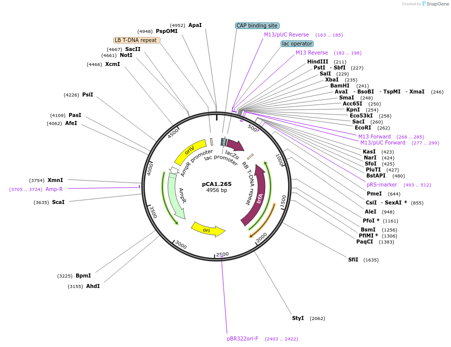 200611-plasmid-map-sequence-id-401368