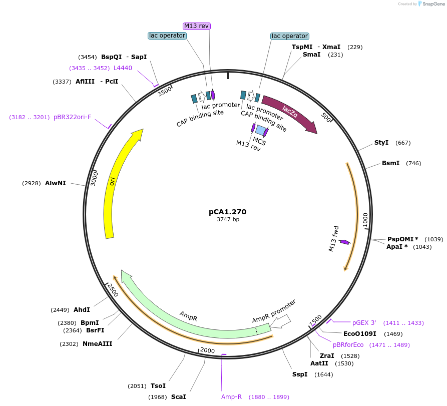 200616-plasmid-map-sequence-id-401369