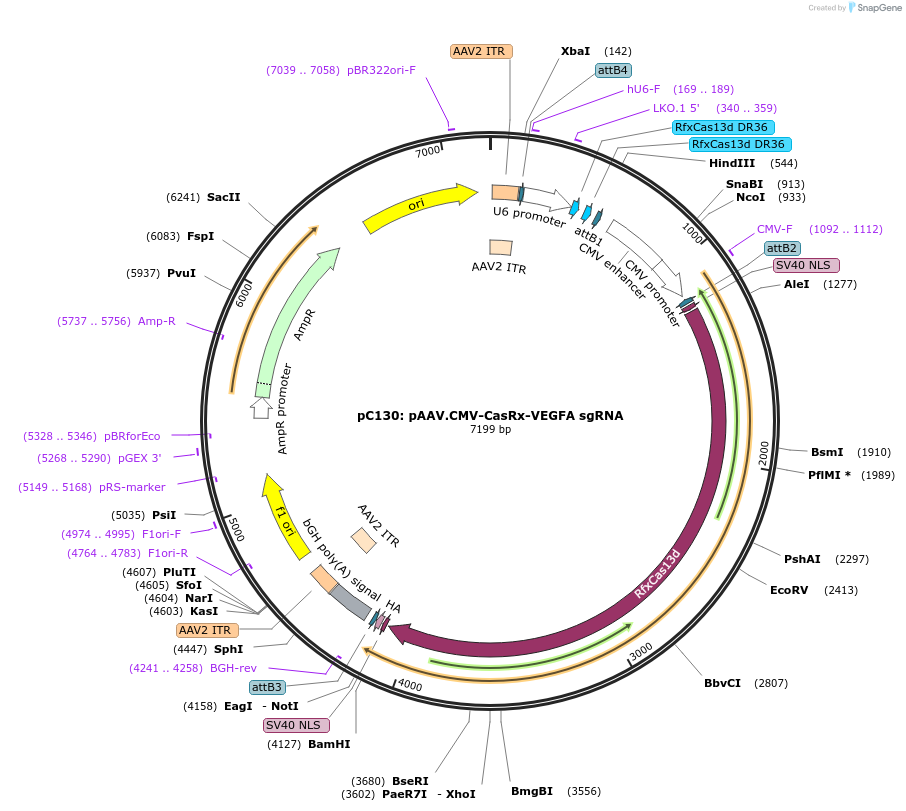 203443-plasmid-map-sequence-id-401372