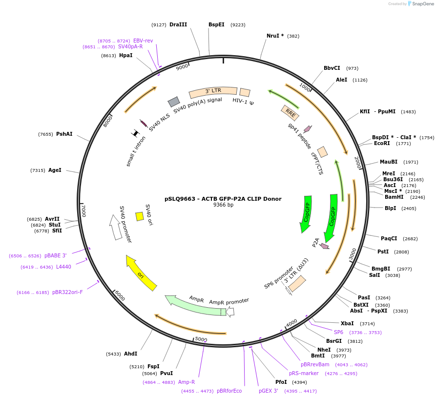 202688-plasmid-map-sequence-id-401412
