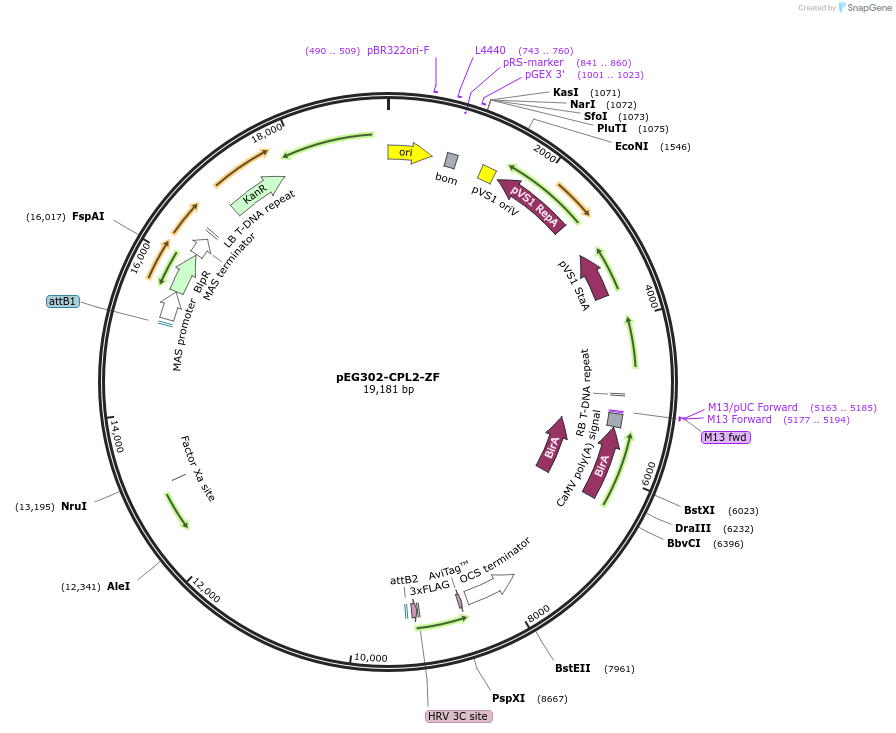 200918-plasmid-map-sequence-id-401416