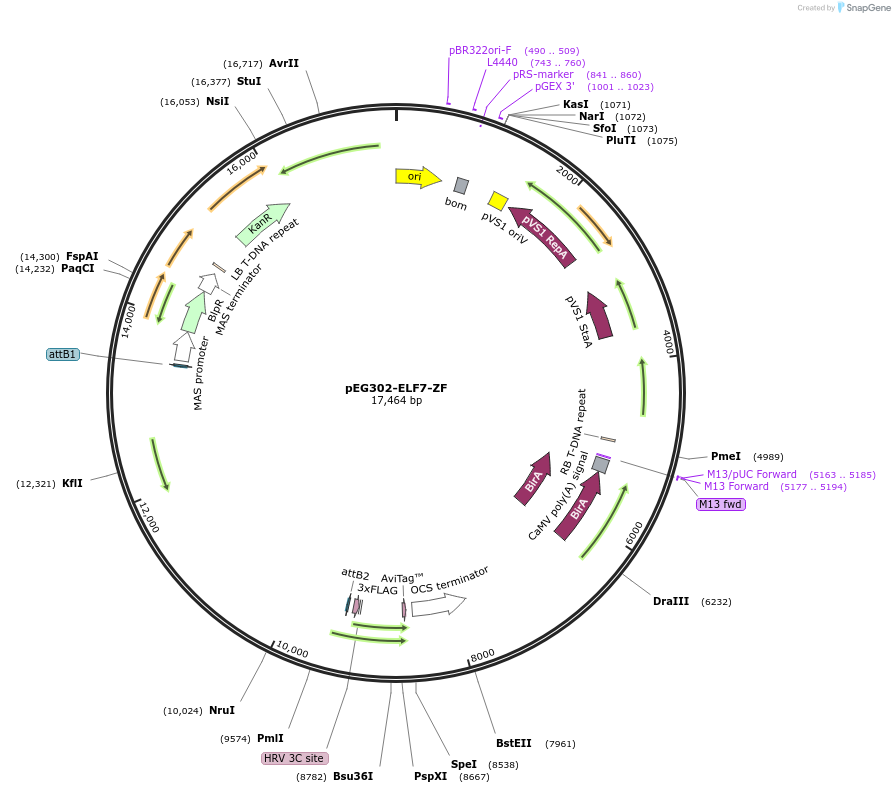 200920-plasmid-map-sequence-id-401418