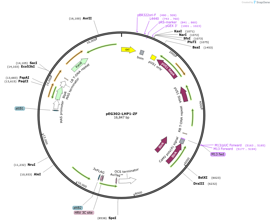 200911-plasmid-map-sequence-id-401419