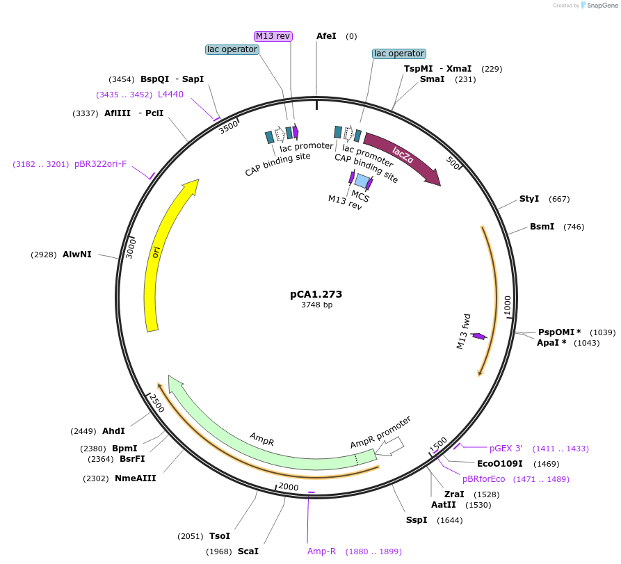 200619-plasmid-map-sequence-id-401422