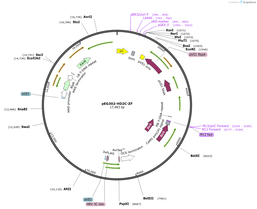 200917-plasmid-map-sequence-id-401424