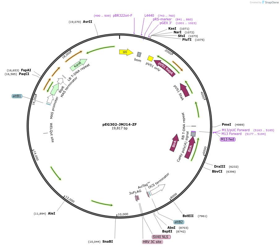 200913-plasmid-map-sequence-id-401426