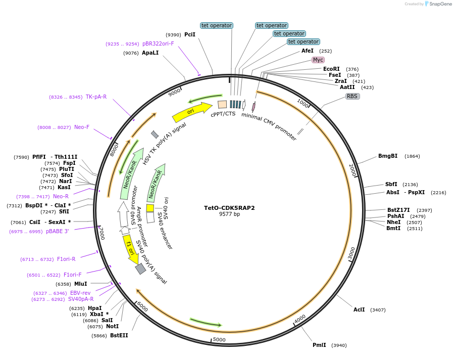 202840-plasmid-map-sequence-id-401481