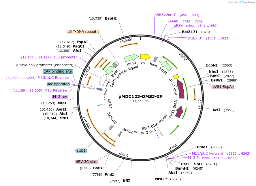 200921-plasmid-map-sequence-id-401486