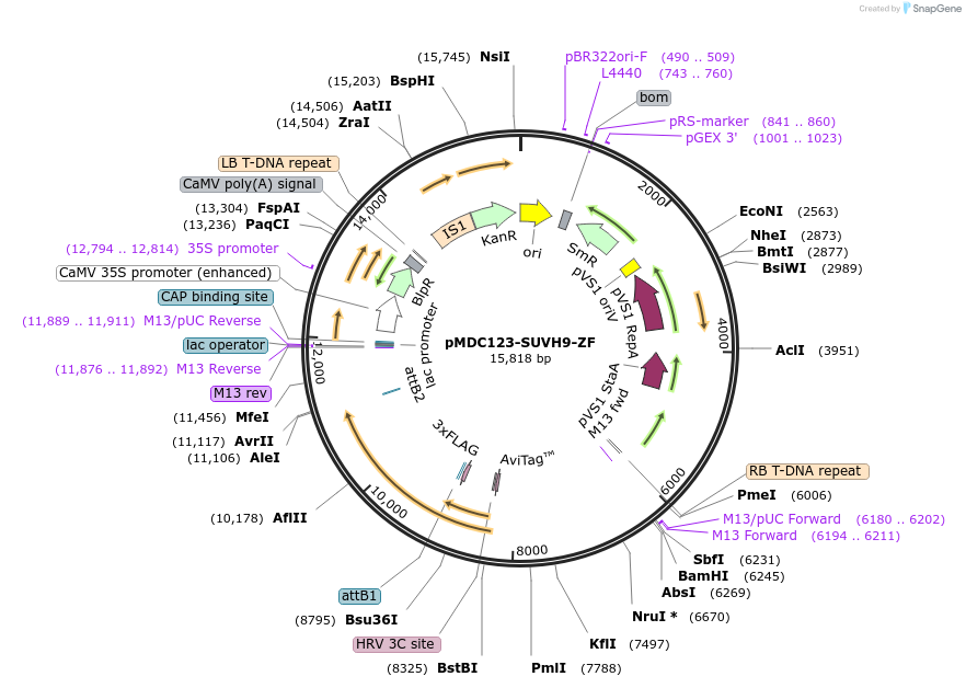 200923-plasmid-map-sequence-id-401487
