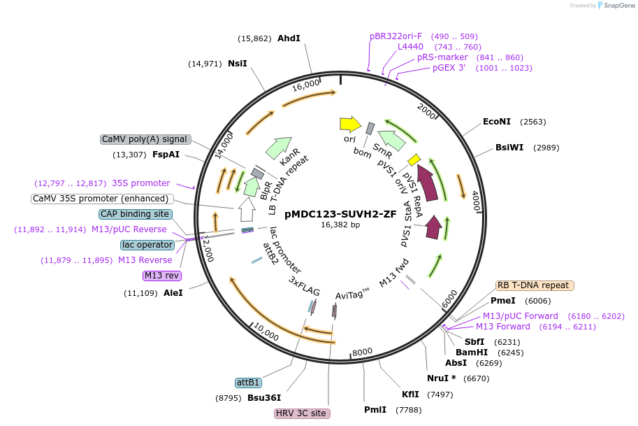 200922-plasmid-map-sequence-id-401488