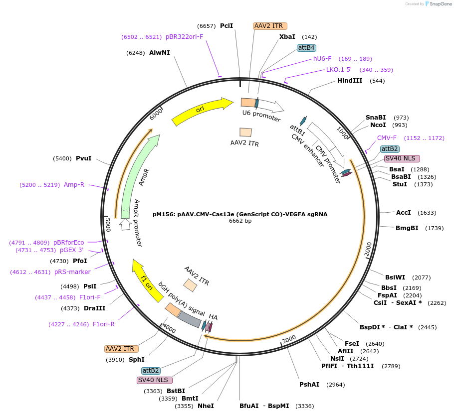 203452-plasmid-map-sequence-id-401491
