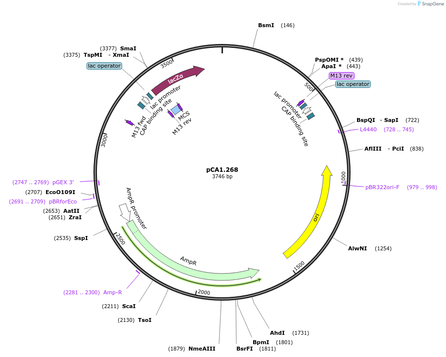 200614-plasmid-map-sequence-id-401495