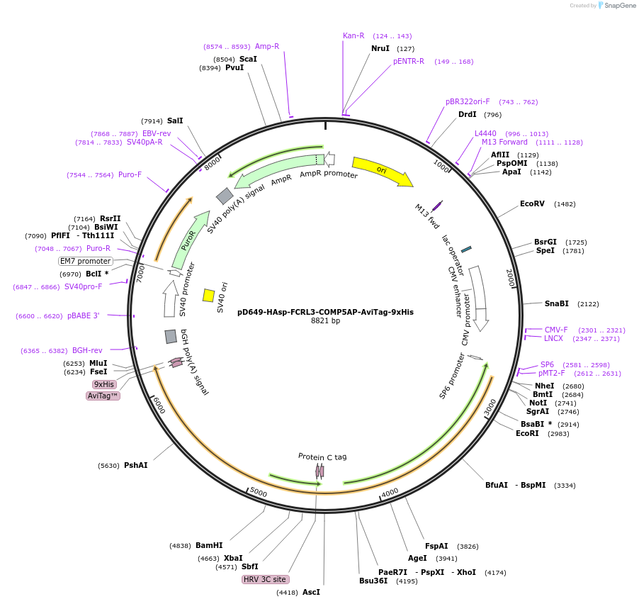 157477-plasmid-map-sequence-id-401507