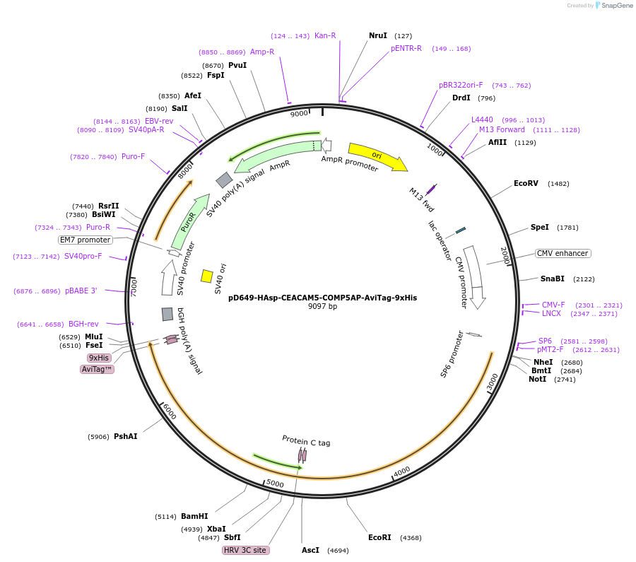 157501-plasmid-map-sequence-id-401510