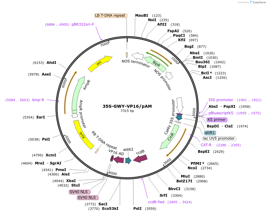 201232-plasmid-map-sequence-id-401511