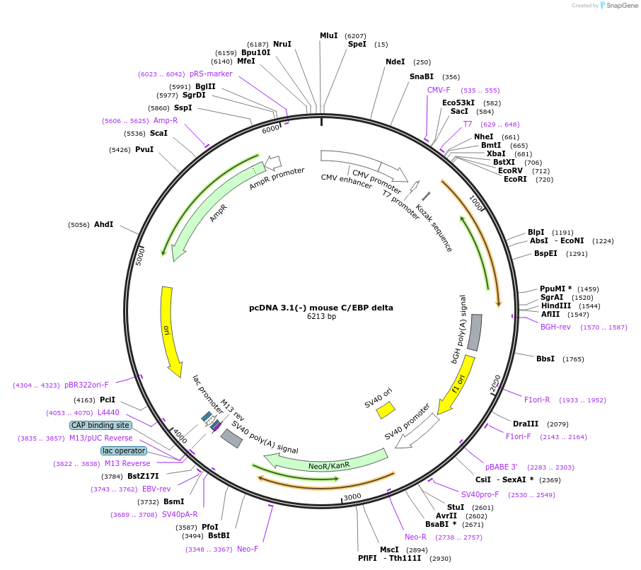 12559-plasmid-map-sequence-id-401512