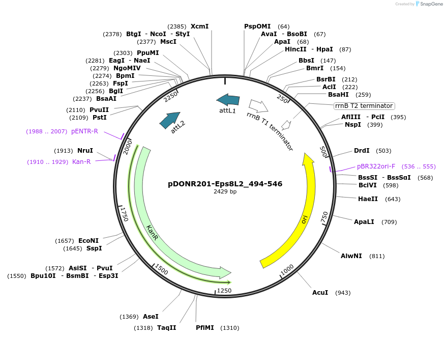 196531-plasmid-map-sequence-id-401520