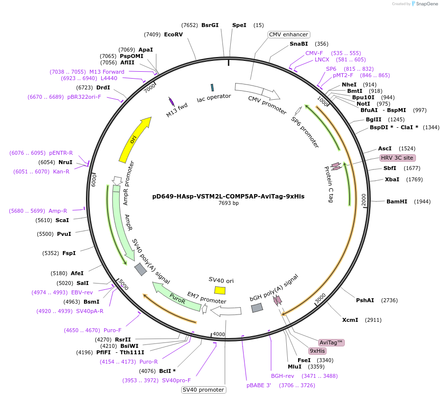 157146-plasmid-map-sequence-id-401527