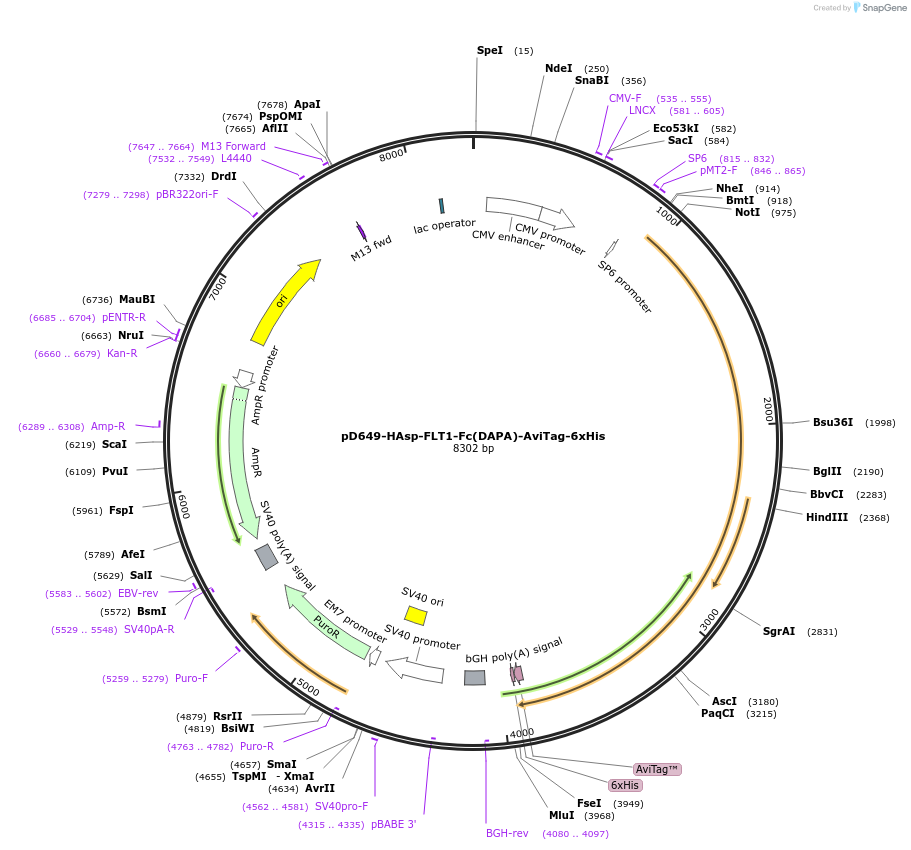 156962-plasmid-map-sequence-id-401528