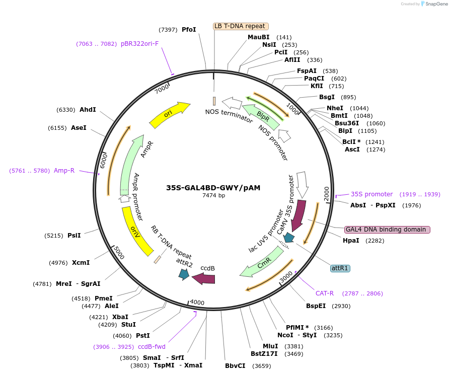 201233-plasmid-map-sequence-id-401530