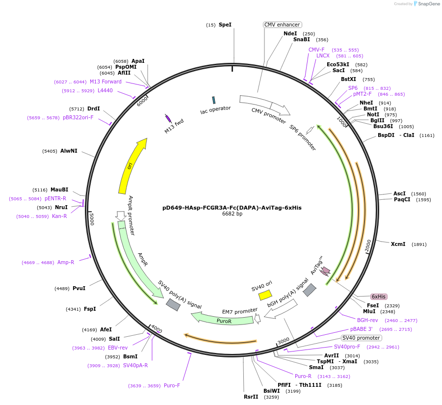 156603-plasmid-map-sequence-id-401531