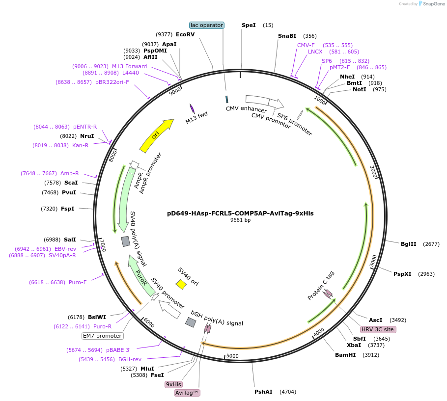 157554-plasmid-map-sequence-id-401533