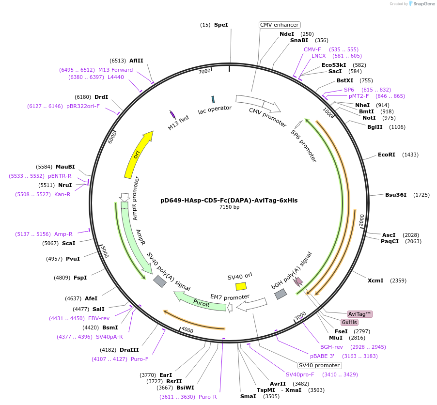 156793-plasmid-map-sequence-id-401536