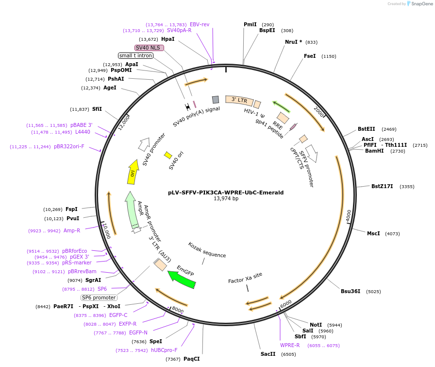 203797-plasmid-map-sequence-id-401572