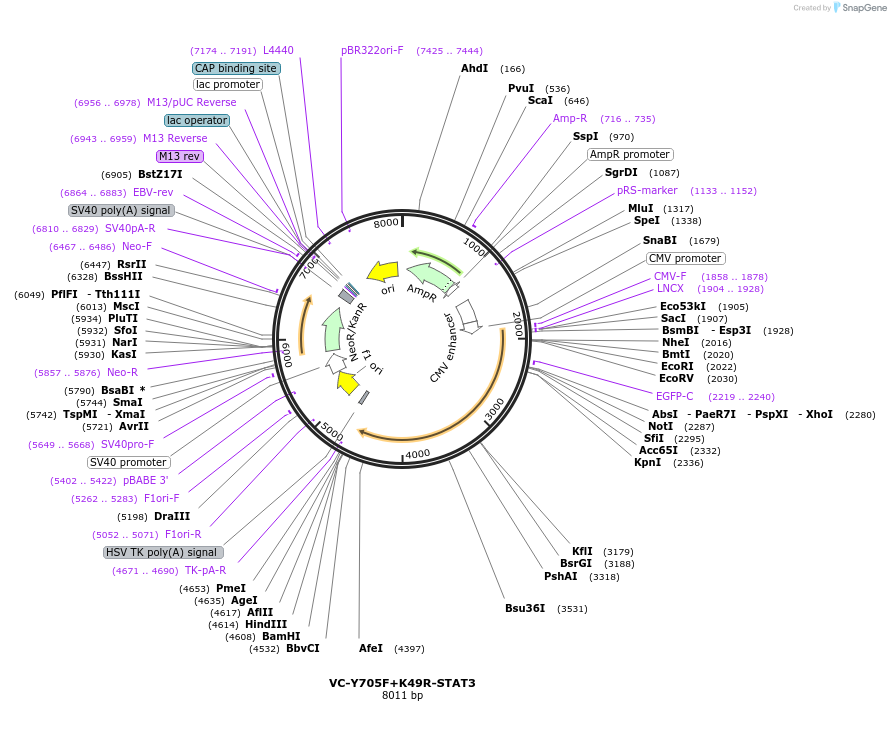 203721-plasmid-map-sequence-id-401591