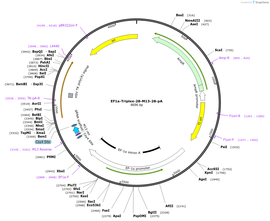 202041-plasmid-map-sequence-id-401593