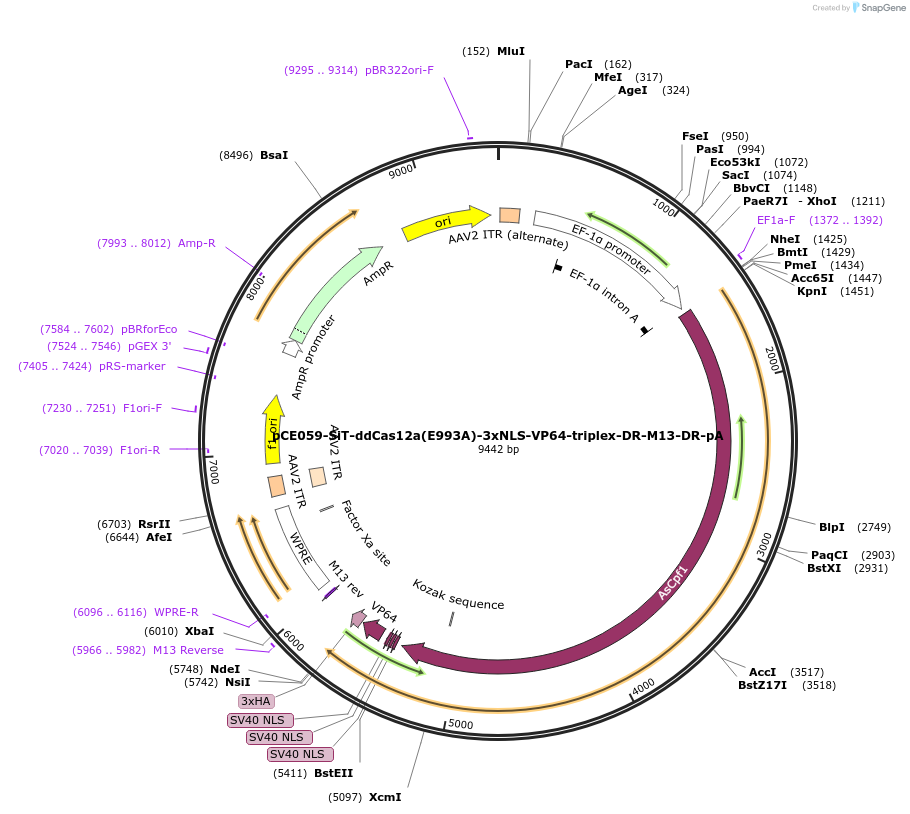 202044-plasmid-map-sequence-id-401598