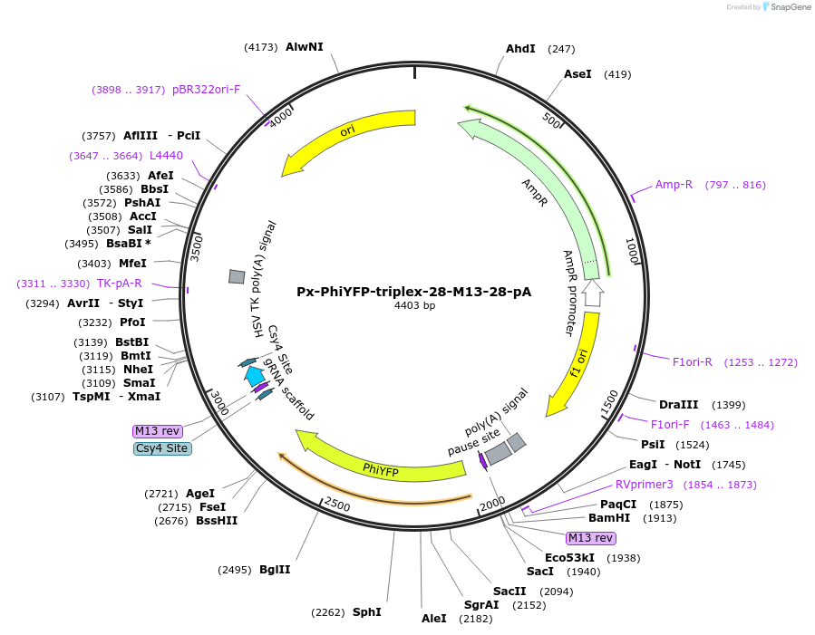 202047-plasmid-map-sequence-id-401599
