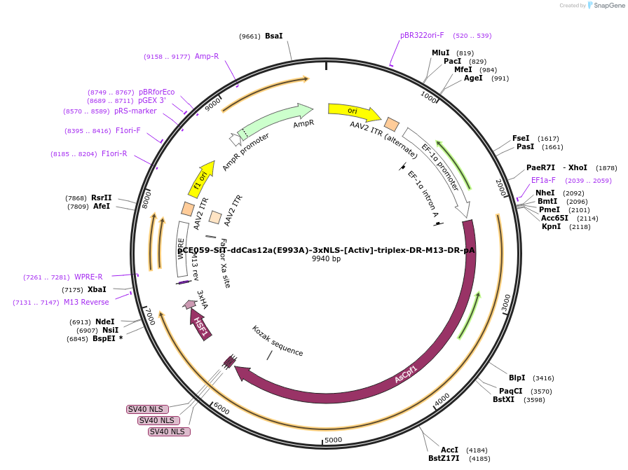 202043-plasmid-map-sequence-id-401604
