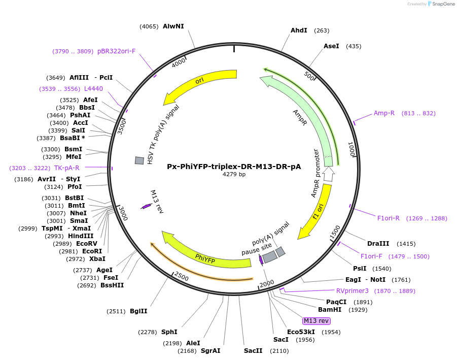 202046-plasmid-map-sequence-id-401605