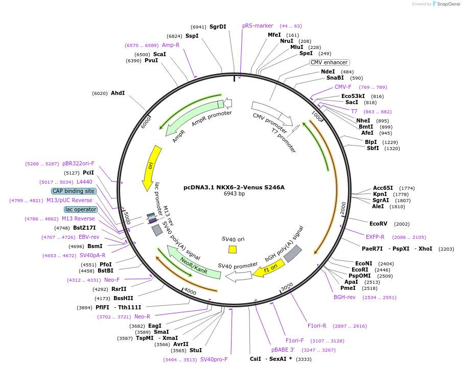 203715-plasmid-map-sequence-id-401646