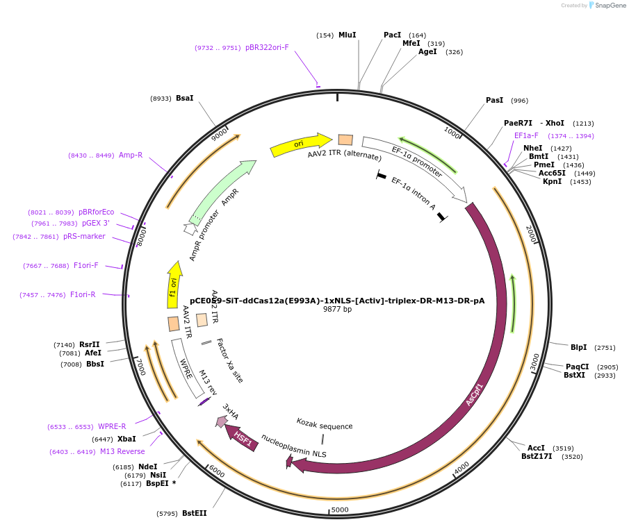 202042-plasmid-map-sequence-id-401647