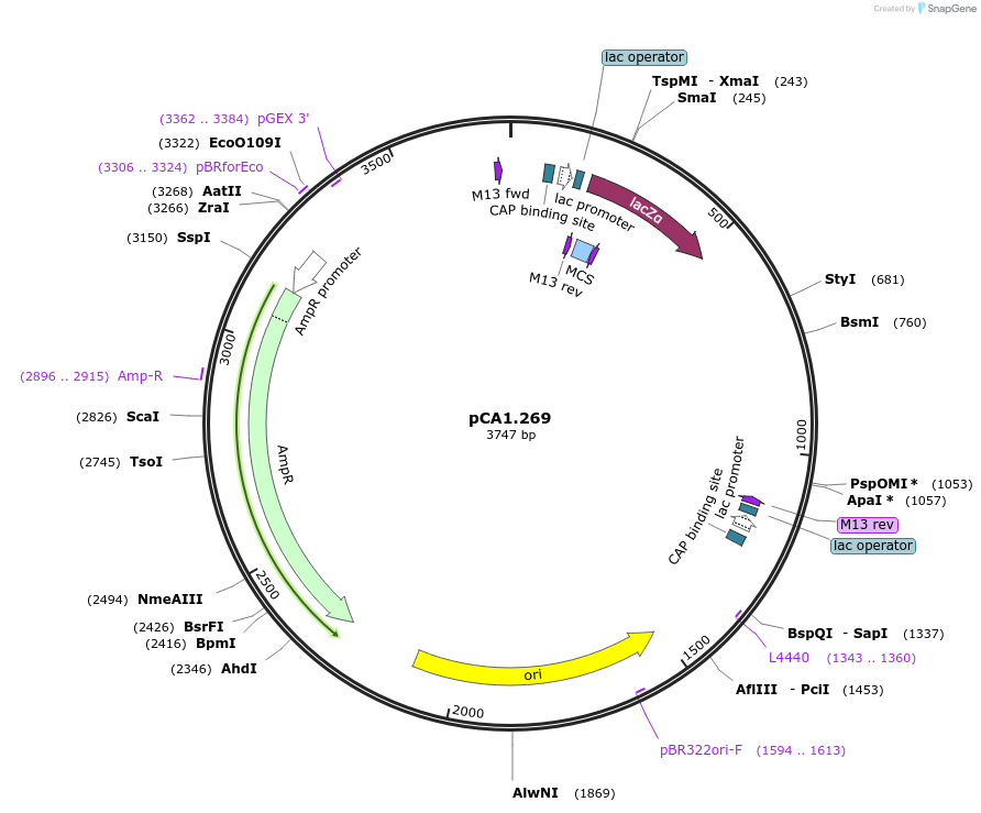 200615-plasmid-map-sequence-id-401653