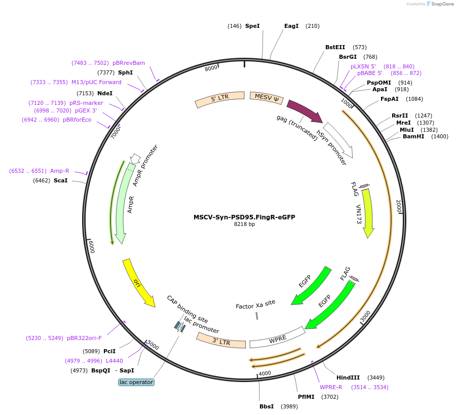 126212-plasmid-map-sequence-id-401656