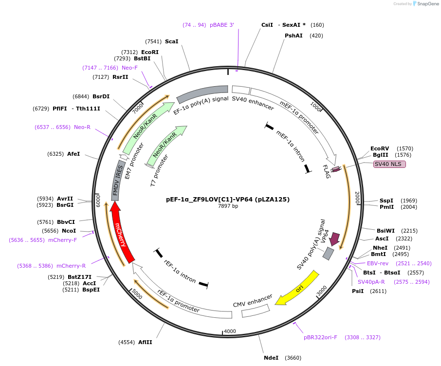 203910-plasmid-map-sequence-id-401662