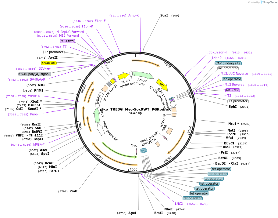 203962-plasmid-map-sequence-id-401673