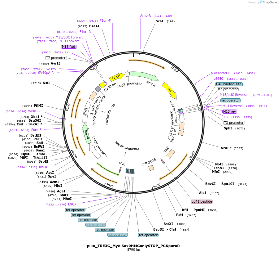 203963-plasmid-map-sequence-id-401674