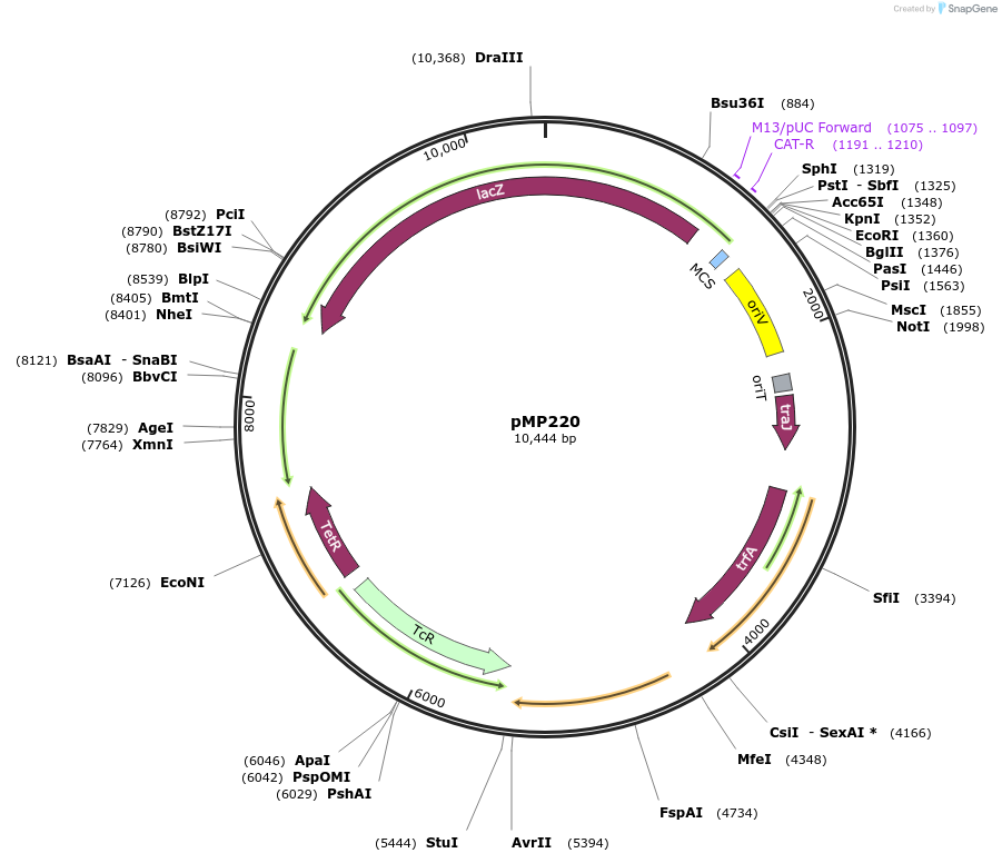 185921-plasmid-map-sequence-id-401677