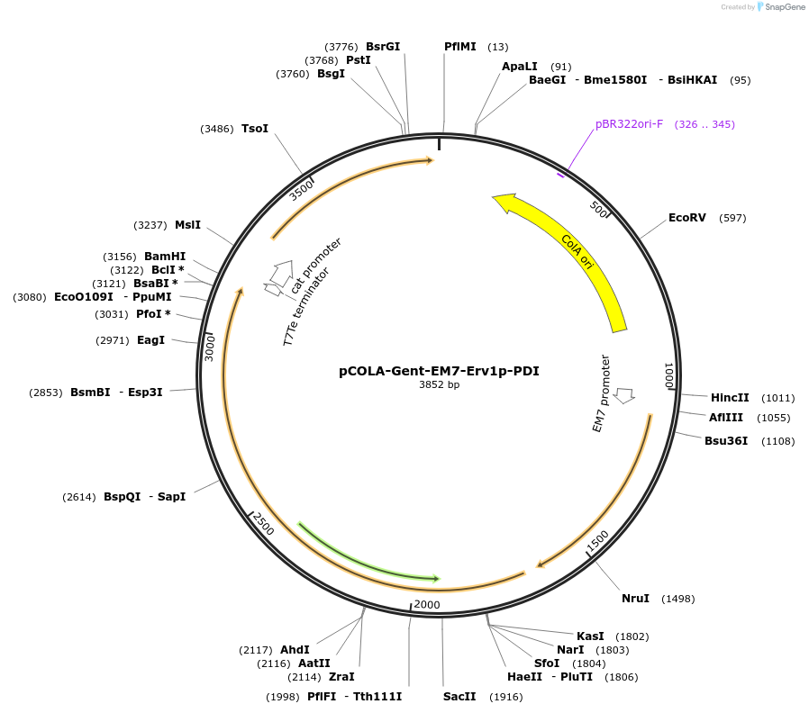 202486-plasmid-map-sequence-id-401678