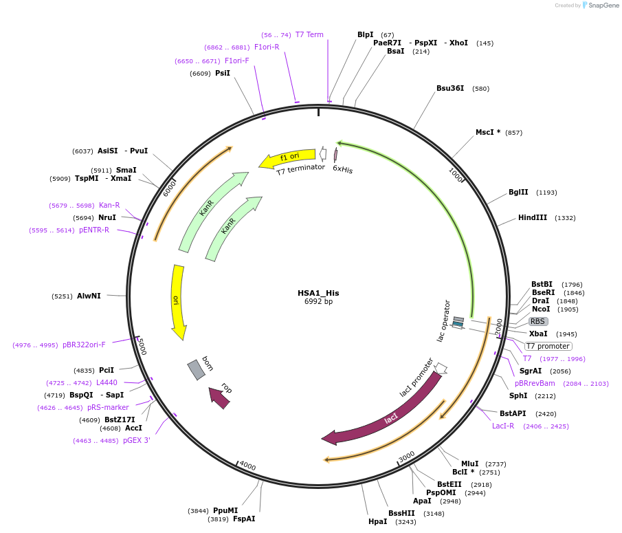 202763-plasmid-map-sequence-id-401682