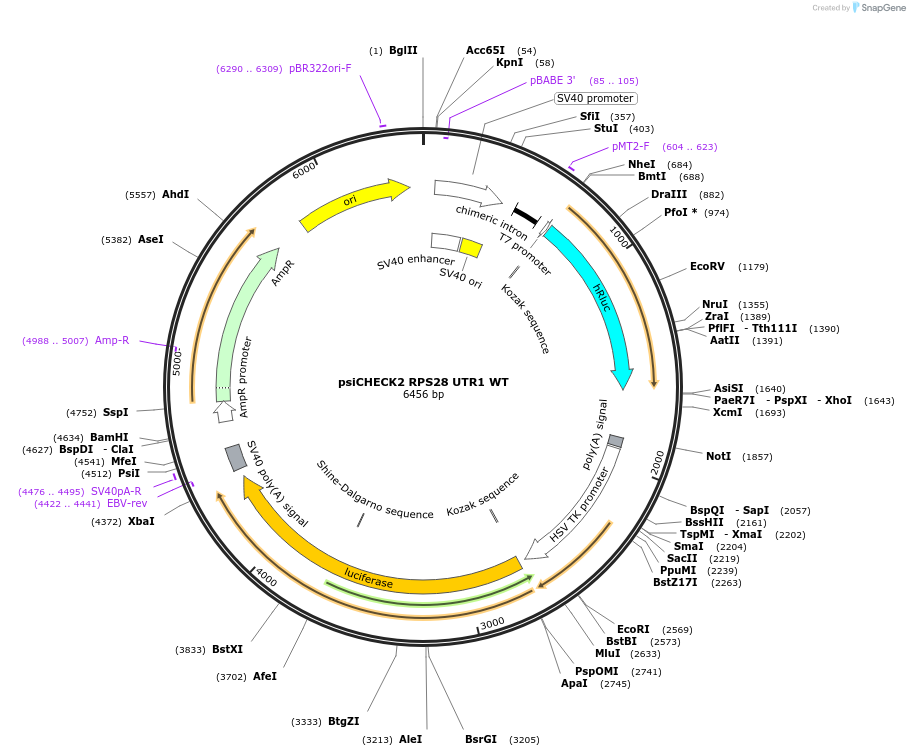 203157-plasmid-map-sequence-id-401790