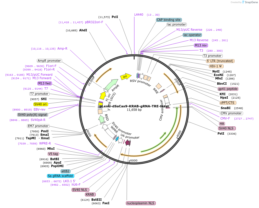 201151-plasmid-map-sequence-id-401792
