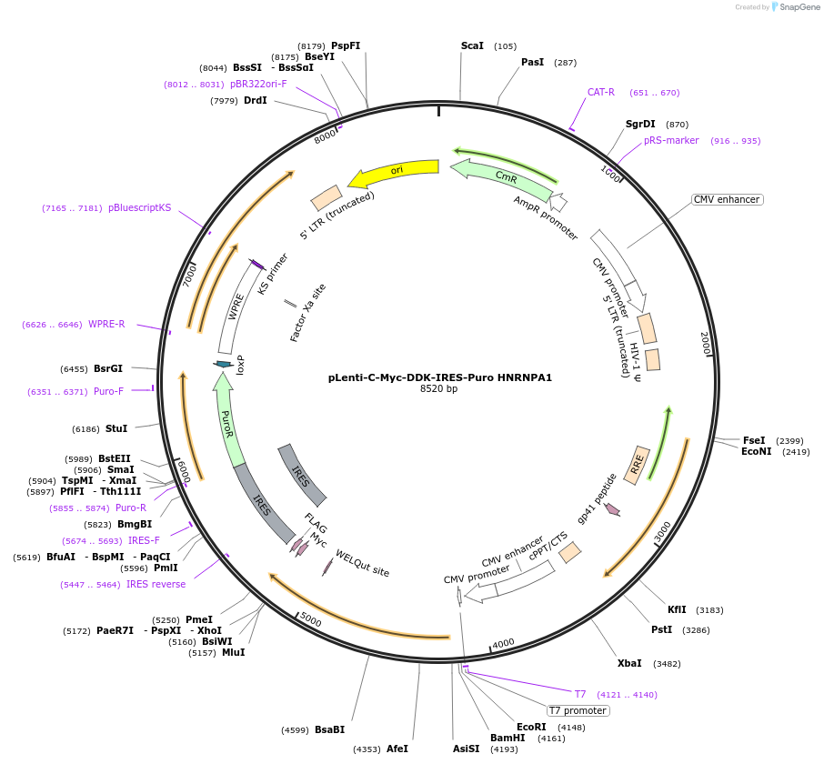 200727-plasmid-map-sequence-id-401793